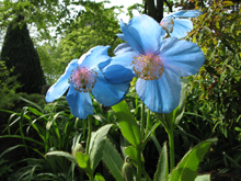 Meconopsis (Blue Poppies)